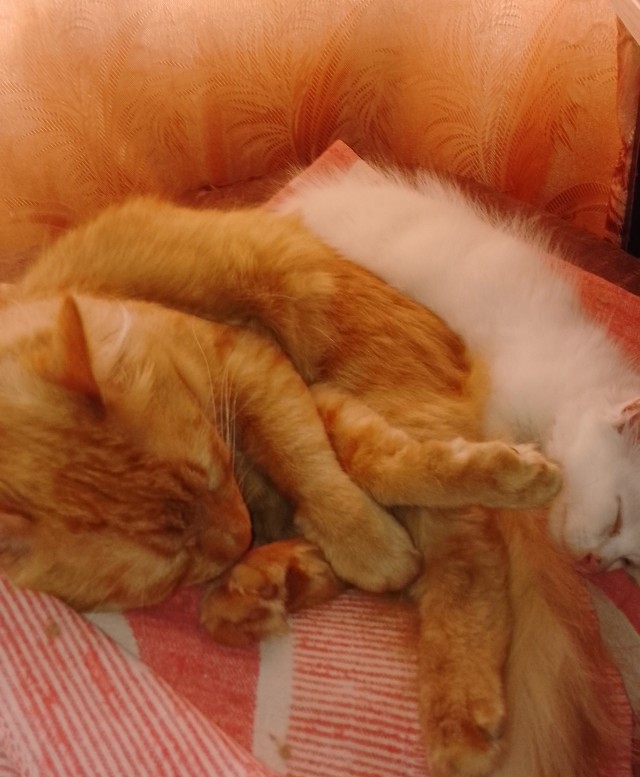 Мои котаны