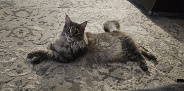 Очередной котовторник