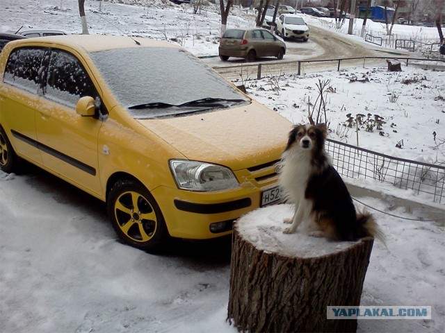 Собака, ты все перепутала…