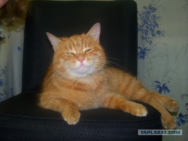 Котовторник 8.10.2013