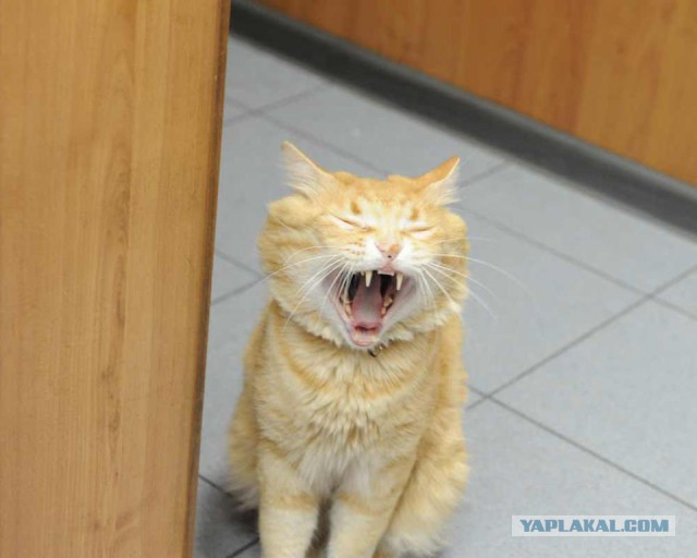 Котовторник 25.02.2014