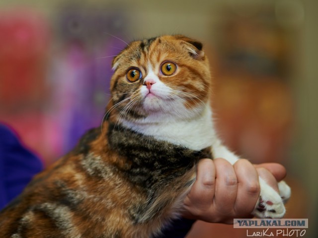 Котовторник 04.03.2014