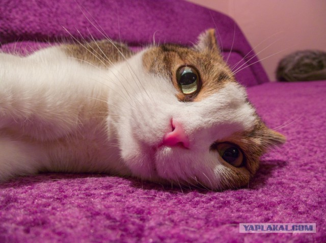 Котовторник  25.03.2014