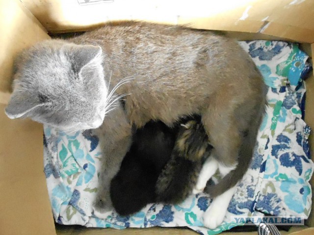 Котовторник 17.06.2014