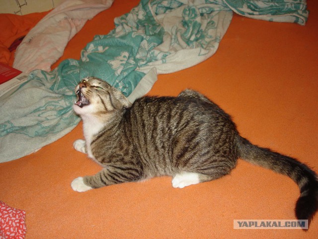 Котовторник 09.06.2015