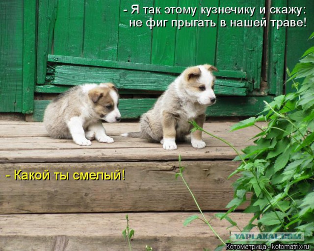 Собакочетверг 17.09.2015