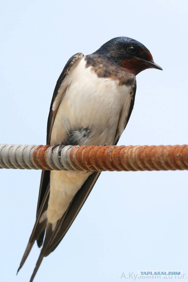 Косатки преследуют лодку