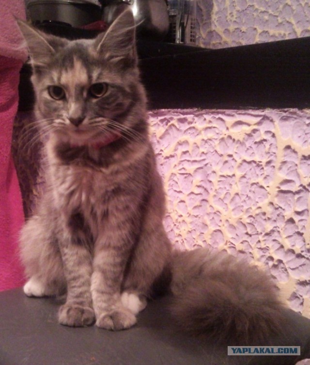 Котовторник 20.10.2015