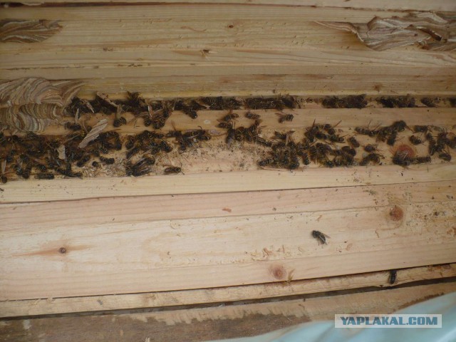Бюджетный дачный домик из бытовки своими руками