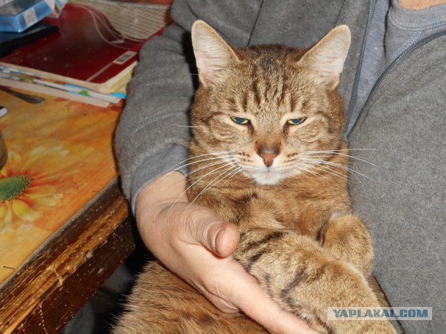 Жизнь домашнего приюта для котеек 95