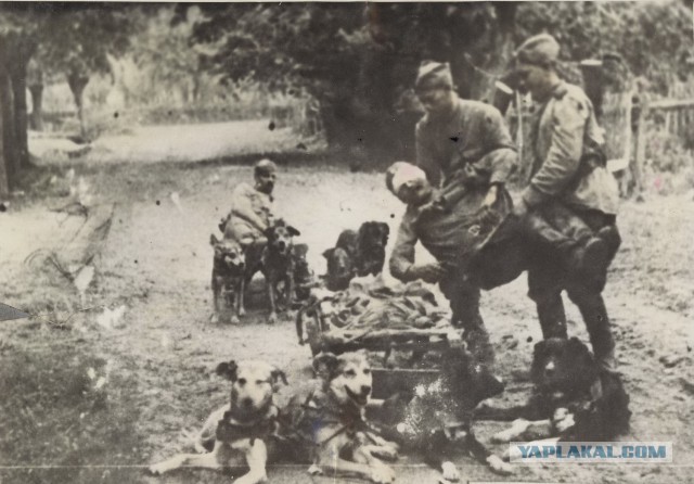 Они тоже сражались за Родину.