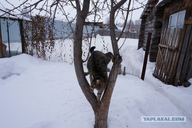 Выбор дома/коттеджа в деревне. Нюансы на собственном опыте.