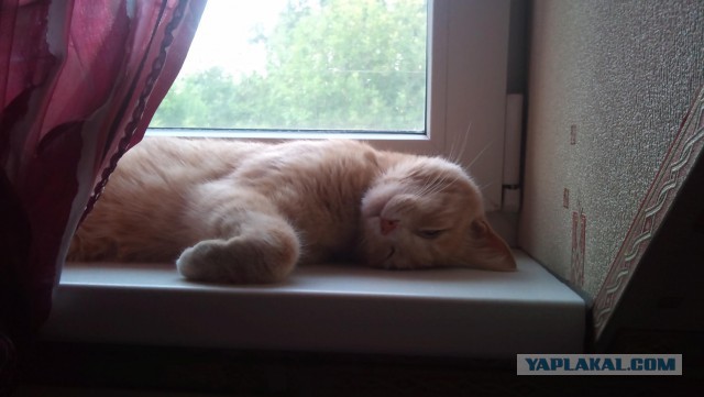 Пост про котэ