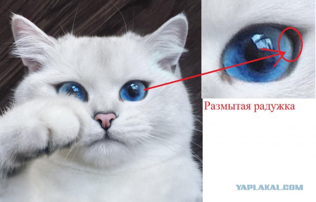 Встречайте кота с самыми красивыми в мире глазами