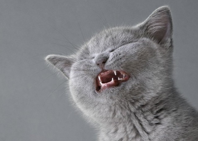 Коты, кошки, котята