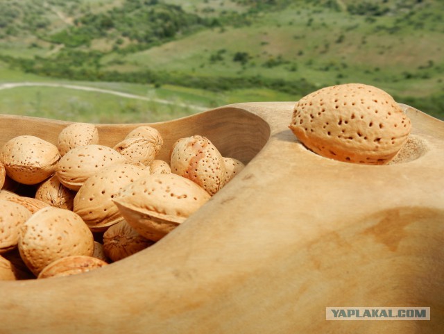 Мажорная грудка