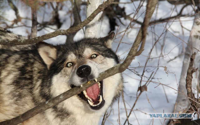 Любопытные и забавные фото с волками