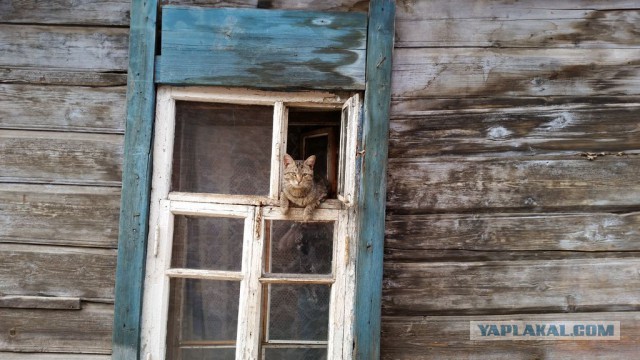 Кошки, которых я встретил на своем пути:)