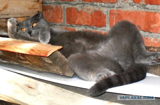 Котовторник 28.06.2016