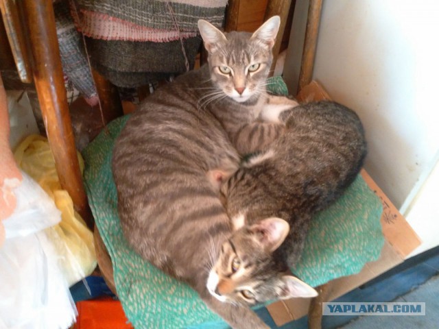 Котовторник. Алиса. Одно из лучших творений природы.