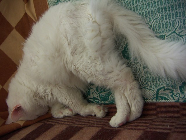 Коты из сети