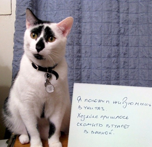 Коты из сети