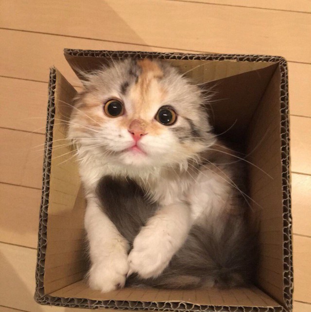 Коты и Кошки