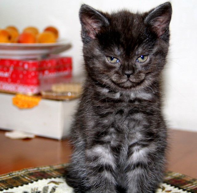 Коты и Кошки