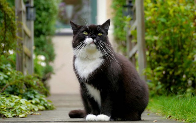 Коты и Кошки