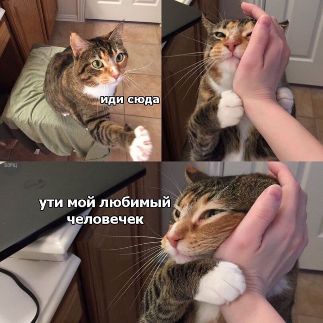Коты и Кошки