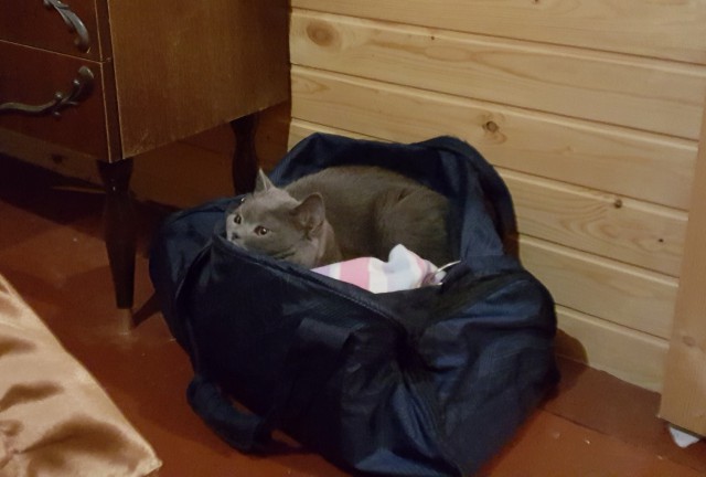 Котовторник 07.11.2017