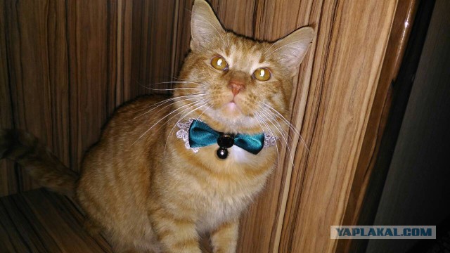 Коты и Кошки