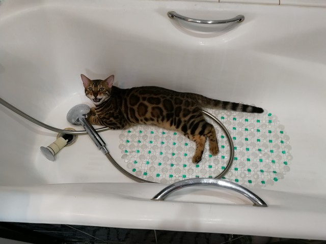 Котовторник