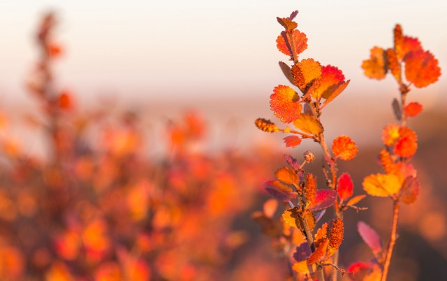 Просто Природа