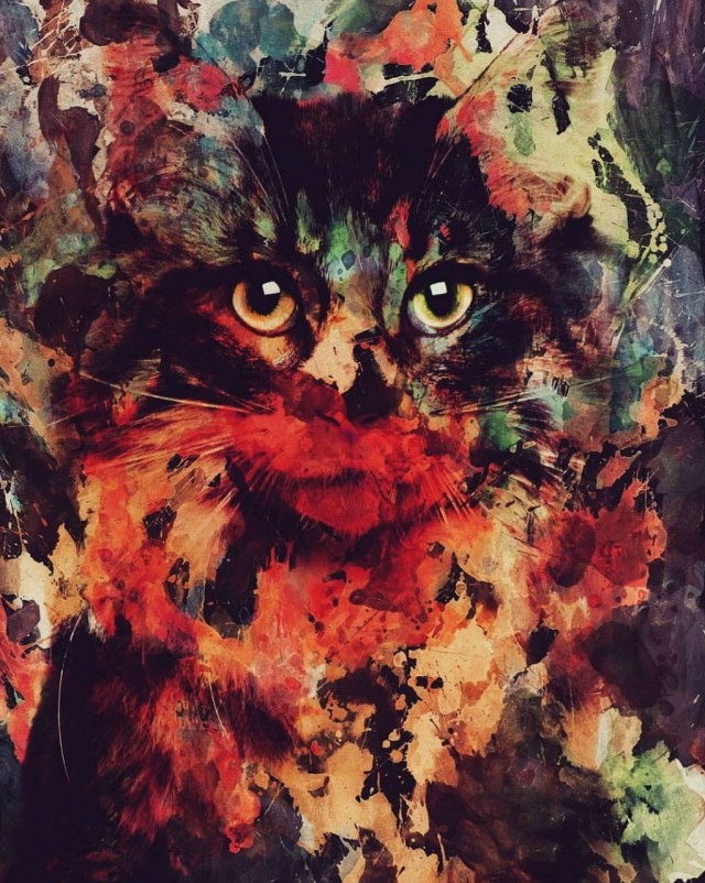 Котовторник 16.01.2018