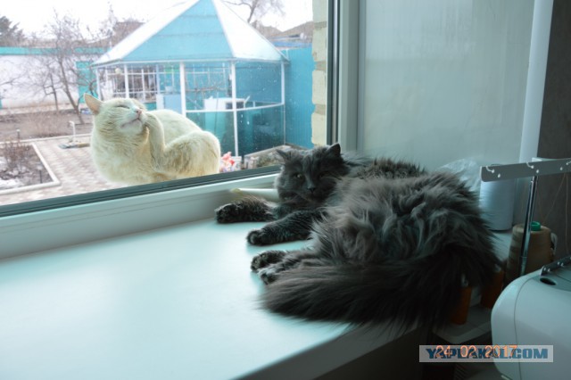 Котофото, сделанные в нужный момент