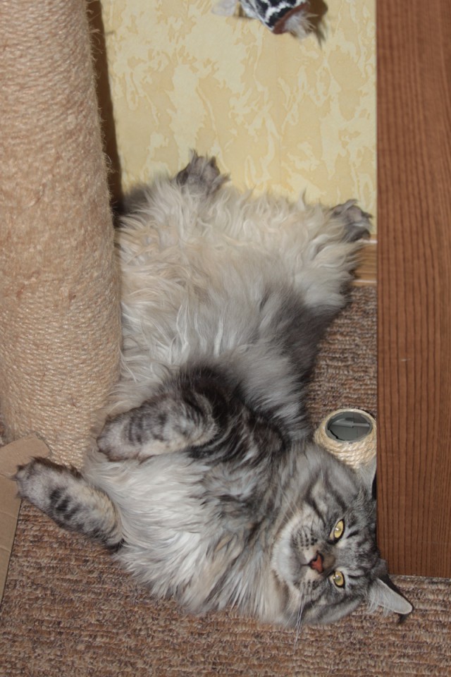 Котовторник 20.03.2018