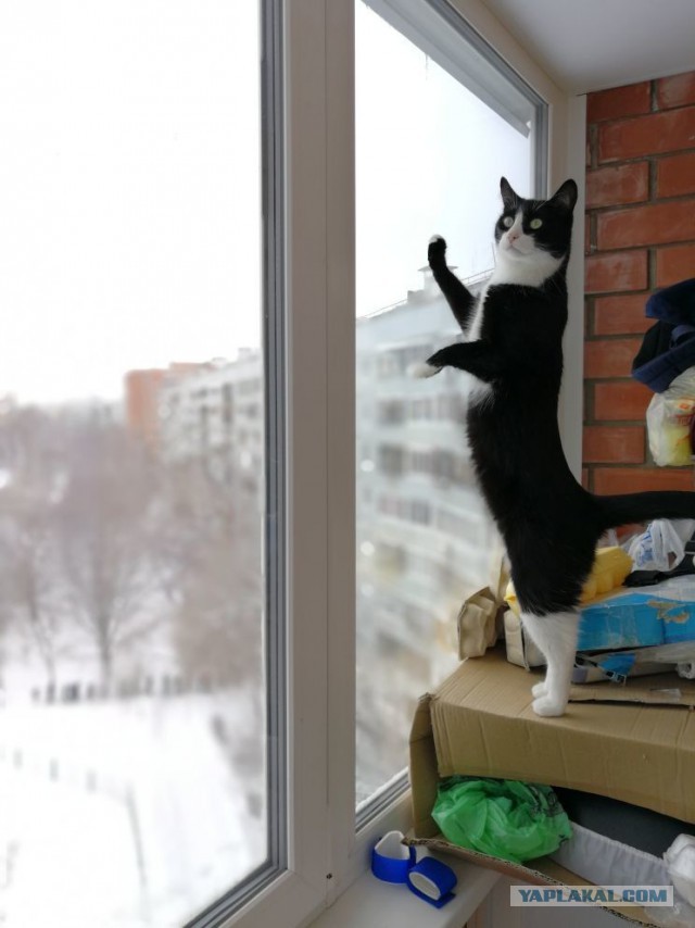 Котовторник 27.03.2018