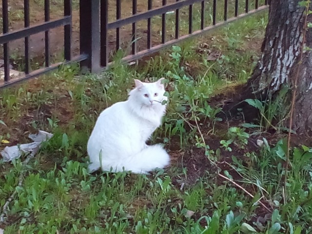 Котовторник