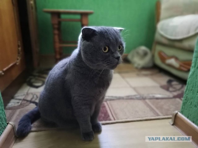 Котовторник