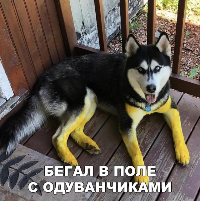 Живность из сети
