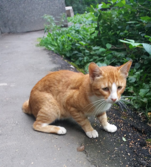 Прикольных котов пост