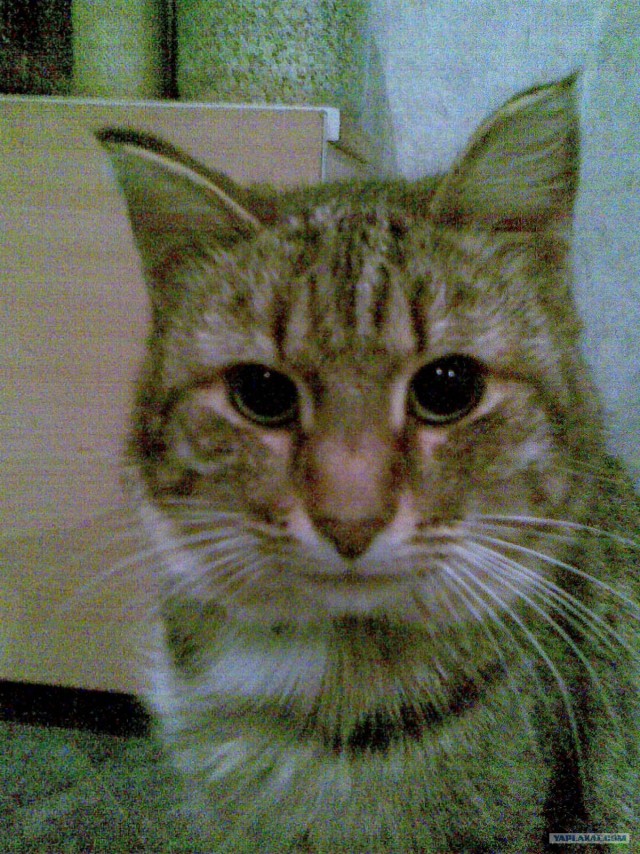 Сегодня котовторник, а котиков все нет