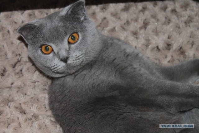 Котовторник (07.02.2012)