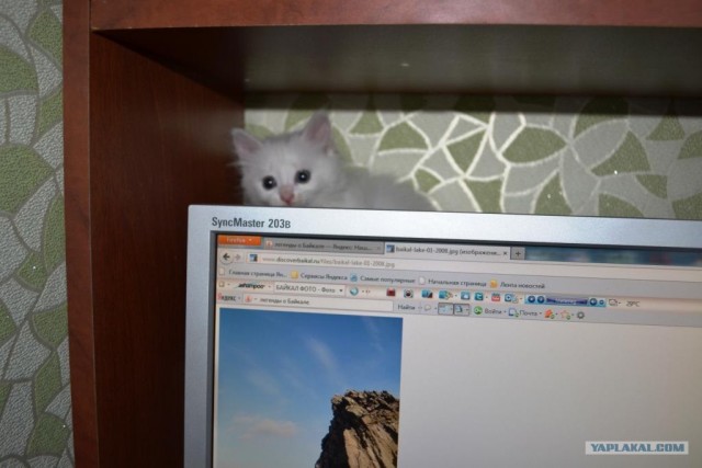 Котовторник (15.05.2012)