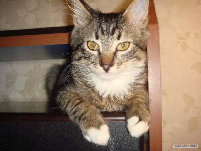 Котовторник  19.06.2012