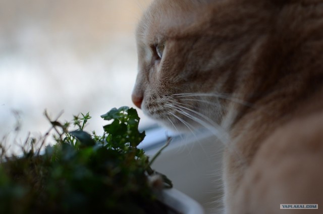 Котовторник 03 07 2012