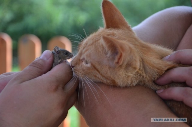 Котовторник 31.07.2012 г.