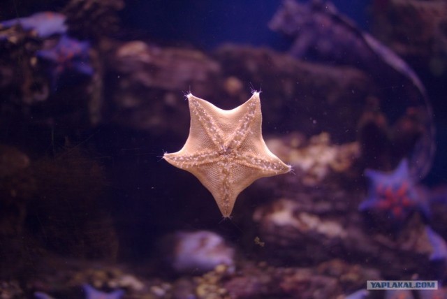 Московский зоопарк