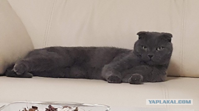 Котовторник 19.02.2019